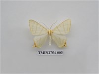 藏品(尺蛾322)的圖片